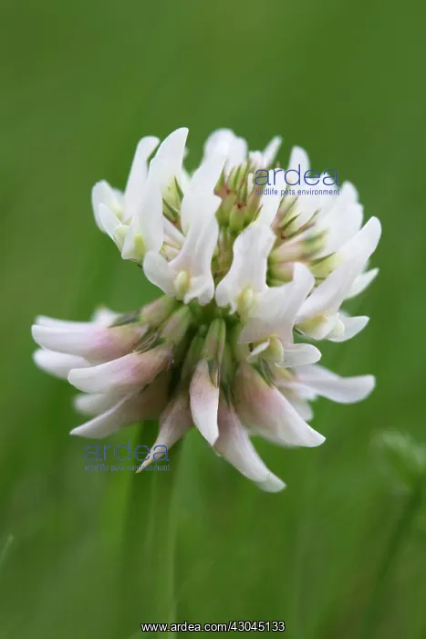 : Clover, Trifolium pratense : Clover, Trifolium pratense