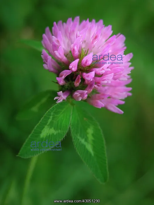 : Clover, Trifolium pratense : Clover, Trifolium pratense