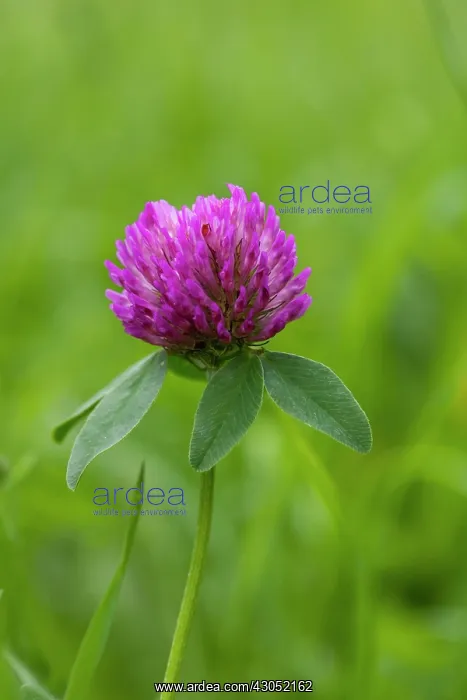  : Clover, Trifolium pratense