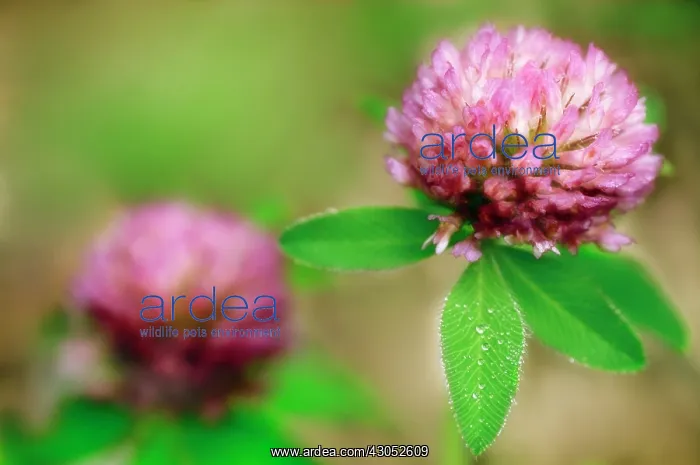 : Clover, Trifolium pratense : Clover, Trifolium pratense