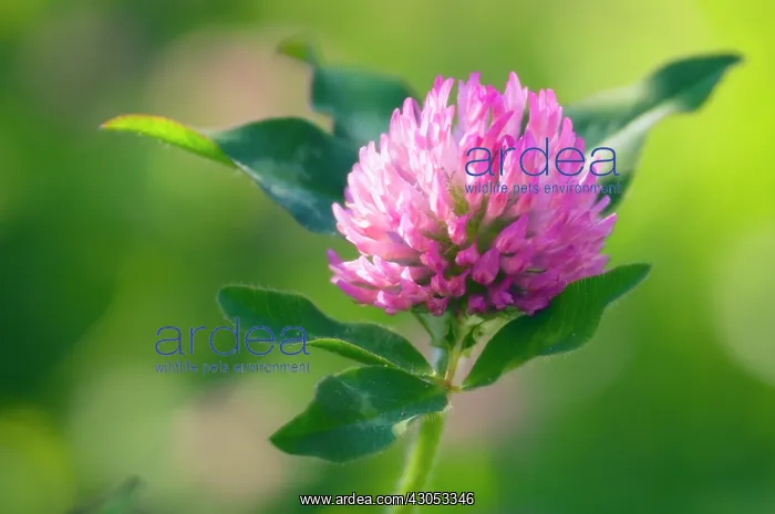: Clover, Trifolium pratense : Clover, Trifolium pratense