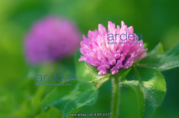 : Clover, Trifolium pratense : Clover, Trifolium pratense
