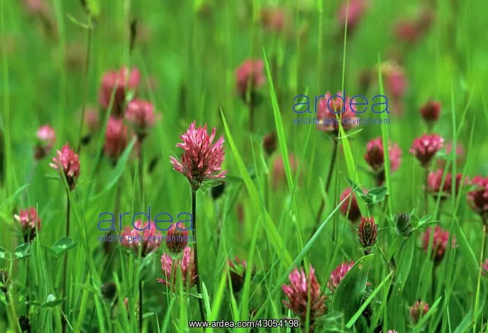 : Clover, Trifolium pratense : Clover, Trifolium pratense