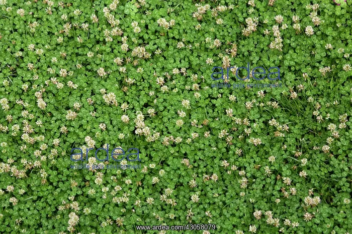 : Clover, white clover, Trifolium repens : Clover, white clover, Trifolium repens