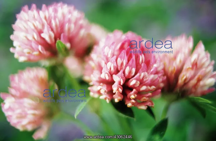 : Clover, Trifolium pratense : Clover, Trifolium pratense