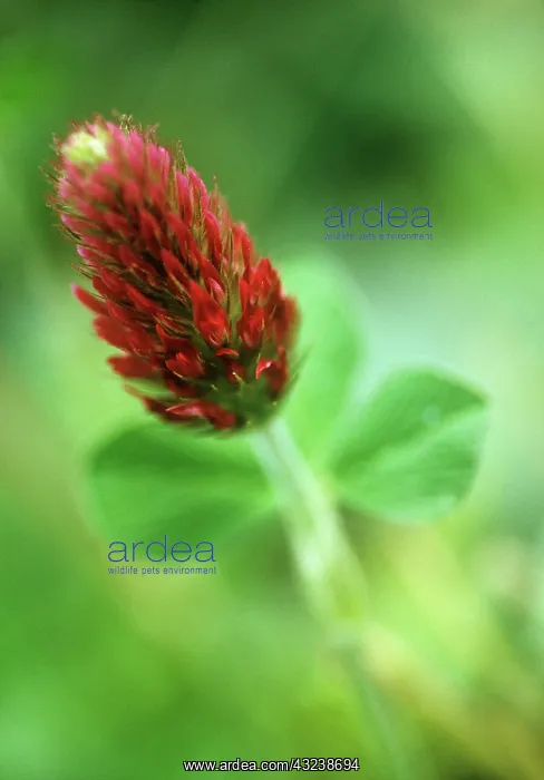 : Clover, Italian clover, Trifolium incarnatum : Clover, Italian clover, Trifolium incarnatum