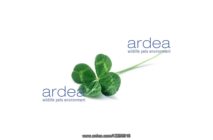 : Clover, Trifolium : Clover, Trifolium