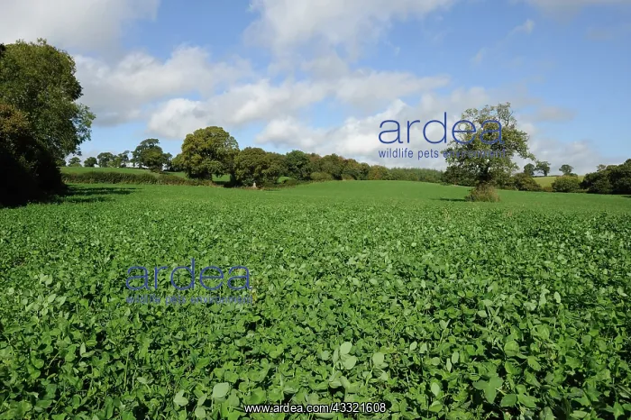 : Clover crop : Clover crop