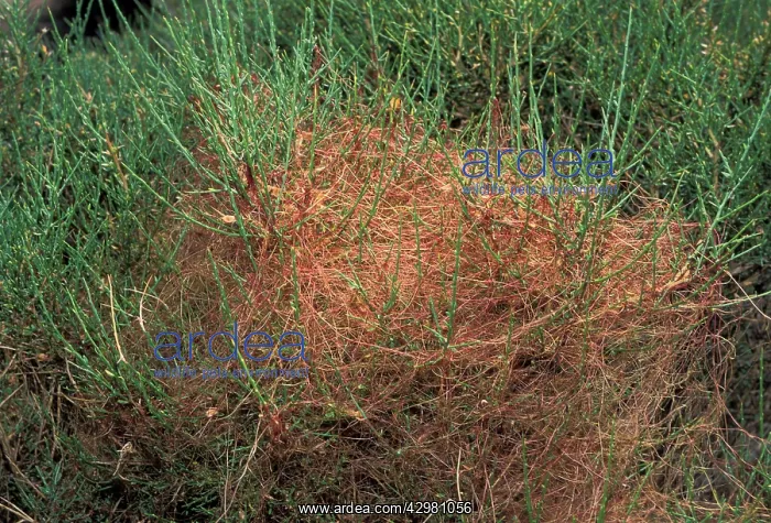 : Clover Dodder - Colonizing a corsican broom : Clover Dodder - Colonizing a corsican broom