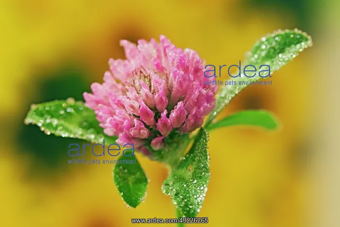 : Clover Flower : Clover Flower
