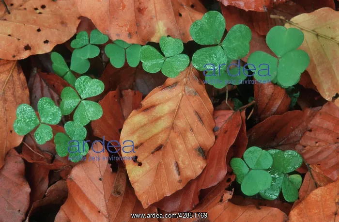 : Clover imbetween beech leaves in wood : Clover imbetween beech leaves in wood