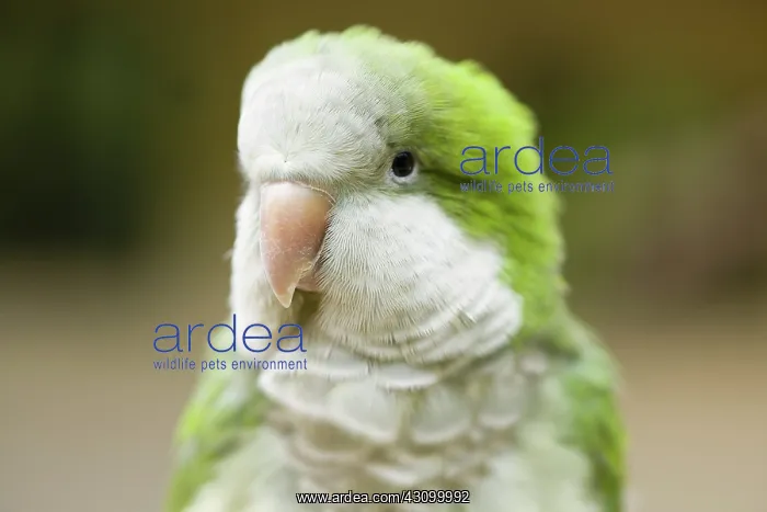 : Clover the Parrot : Clover the Parrot