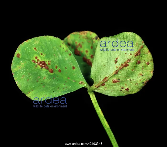 : Clover rust (Uromyces nerviphilus) : Clover rust (Uromyces nerviphilus)