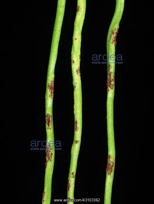 : Clover rust (Uromyces nerviphilus) : Clover rust (Uromyces nerviphilus)