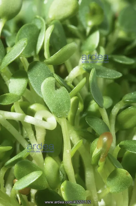 : Clover sprouts : Clover sprouts