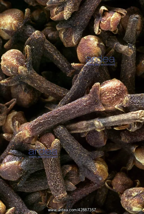  : Cloves