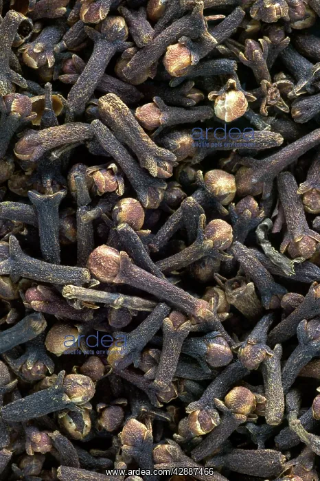  : Cloves