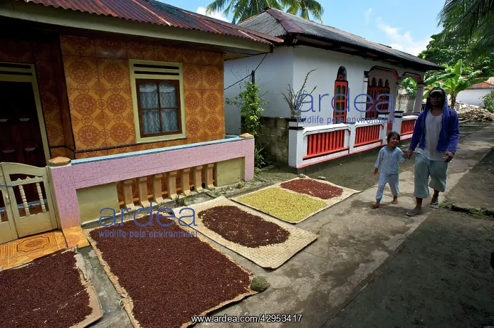 : Cloves - drying in the streets : Cloves - drying in the streets