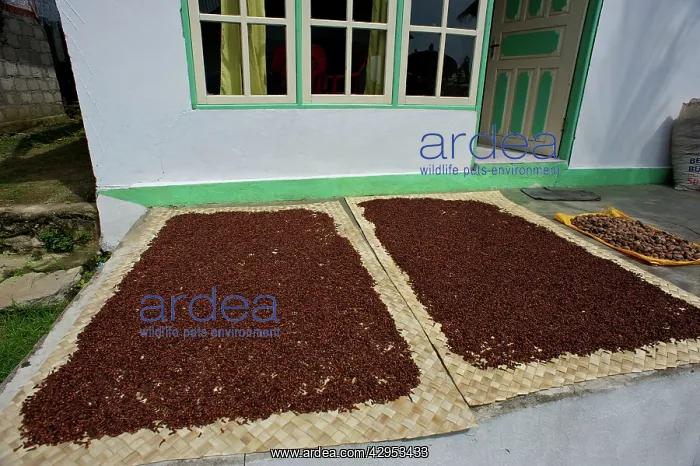 : Cloves - drying in the streets : Cloves - drying in the streets
