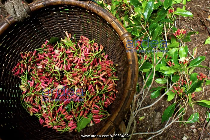 : Cloves - just after picking : Cloves - just after picking