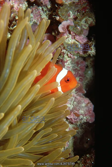 : Clown / Anemone Fish : Clown / Anemone Fish
