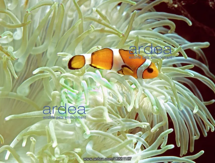 : Clown / Anemone Fish : Clown / Anemone Fish