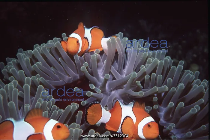 : CLOWN / ANEMONE FISH : CLOWN / ANEMONE FISH