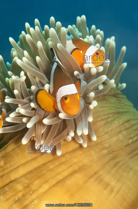 : Two clown anemone fish (Amphiprion ocellaris) i : Two clown anemone fish (Amphiprion ocellaris) i