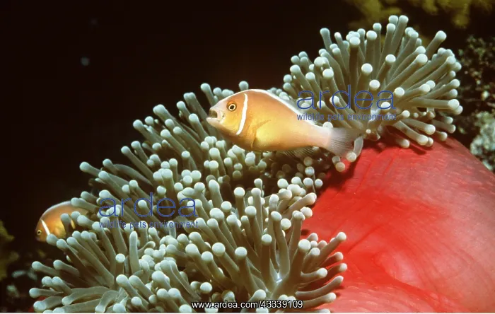 : CLOWN / ANEMONE FISH - by Sea Anemone : CLOWN / ANEMONE FISH - by Sea Anemone