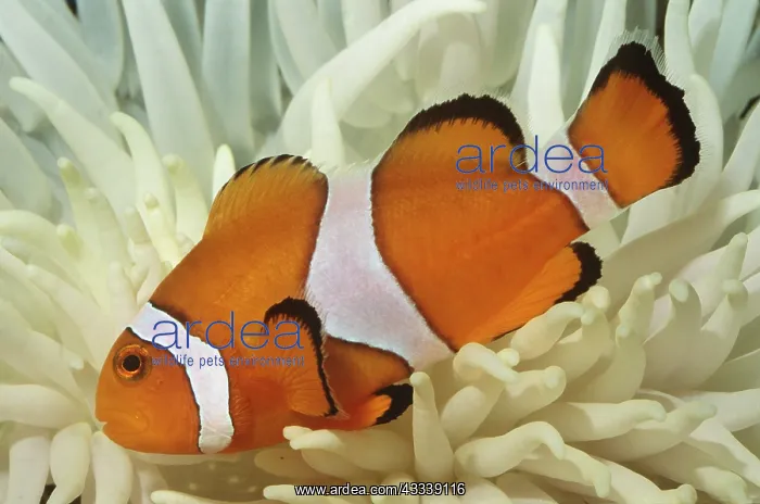 : CLOWN / ANEMONE FISH - In Sea Anemone : CLOWN / ANEMONE FISH - In Sea Anemone