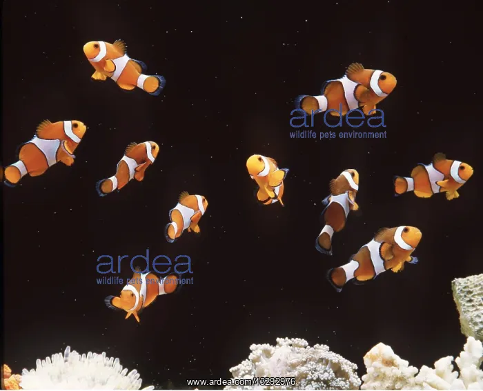 : CLOWN / ANEMONE FISH - shoal : CLOWN / ANEMONE FISH - shoal