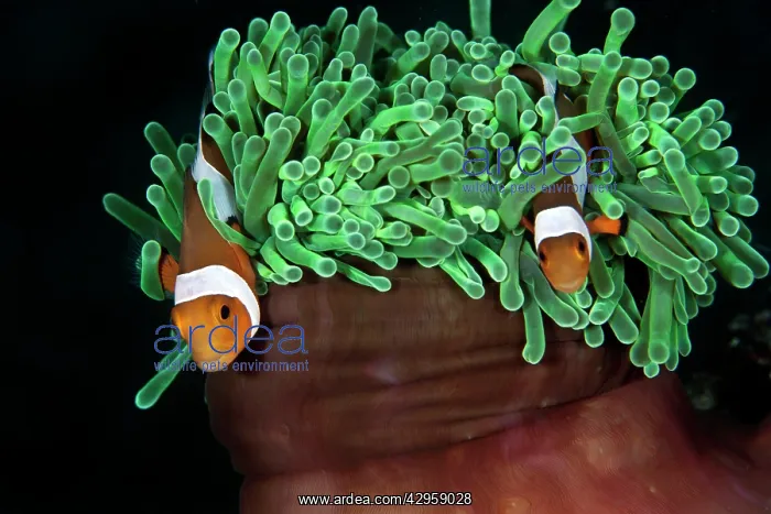 : Clown Anemonefish : Clown Anemonefish