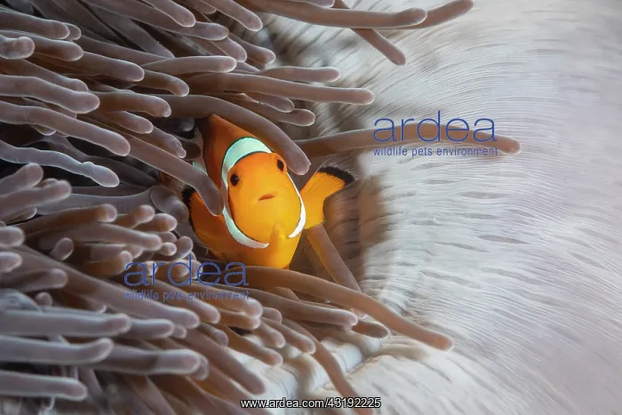 : Clown anemonefish (Amphiprion ocellaris) in a sea : Clown anemonefish (Amphiprion ocellaris) in a sea