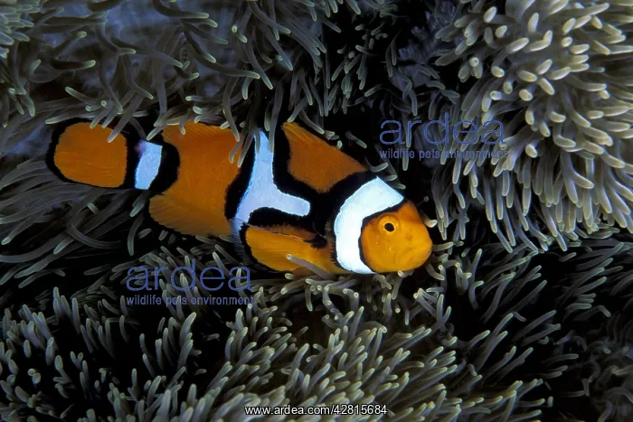 : Clown anemonefish, Amphiprion percula, Witu island, West New : Clown anemonefish, Amphiprion percula, Witu island, West New