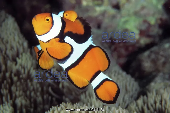 : Clown anemonefish, Amphiprion percula, Walindi, West New Bri : Clown anemonefish, Amphiprion percula, Walindi, West New Bri