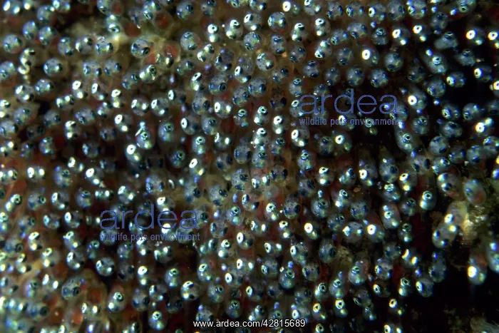 : Clown anemonefish eggs, Witu island, West New Britain, Papua : Clown anemonefish eggs, Witu island, West New Britain, Papua