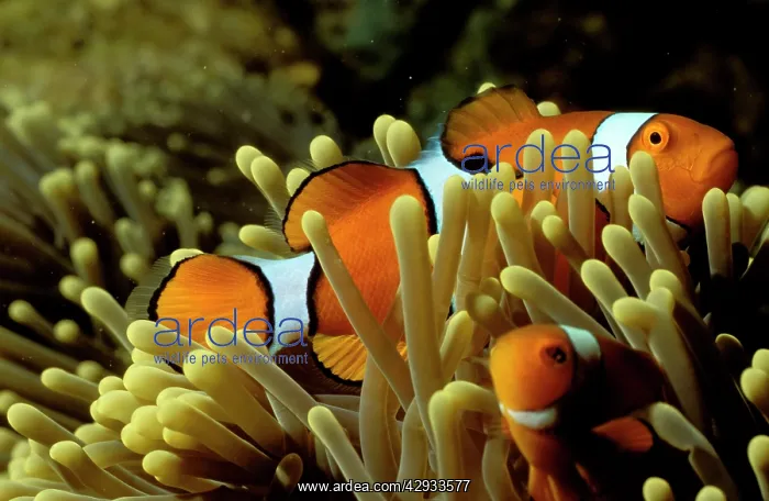 : Clown anemonefish have a symbiotic relationship : Clown anemonefish have a symbiotic relationship
