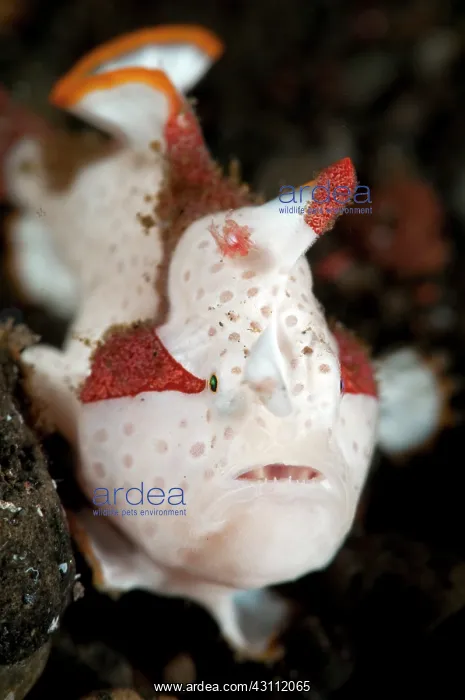 : Clown Anglerfish : Clown Anglerfish