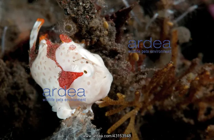 : Clown Anglerfish : Clown Anglerfish