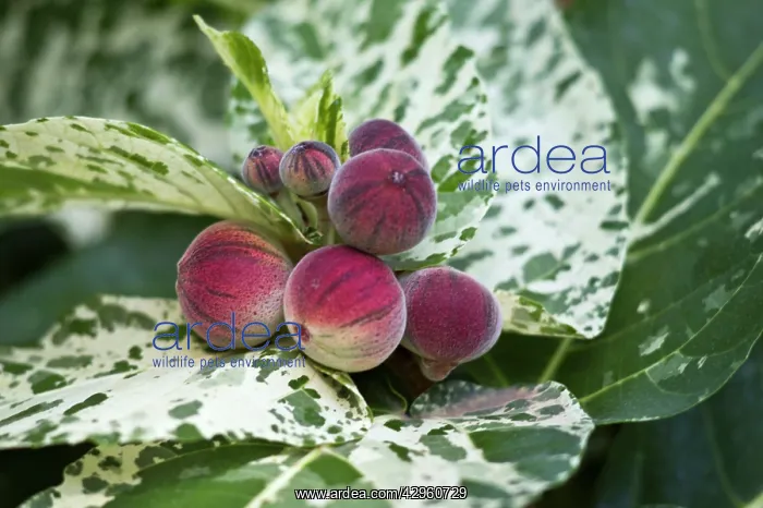 : Clown fig - Native of Polynesia : Clown fig - Native of Polynesia