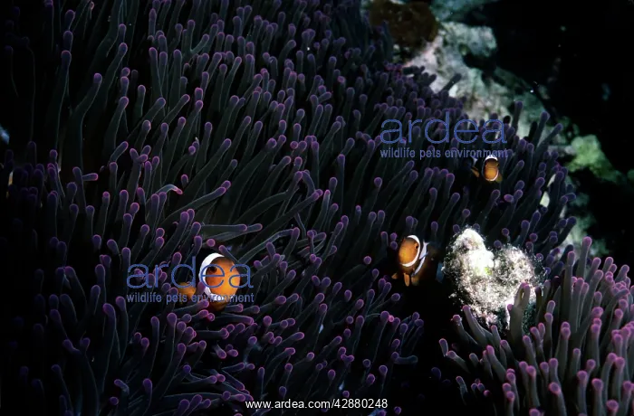 : Clown FIsh : Clown FIsh