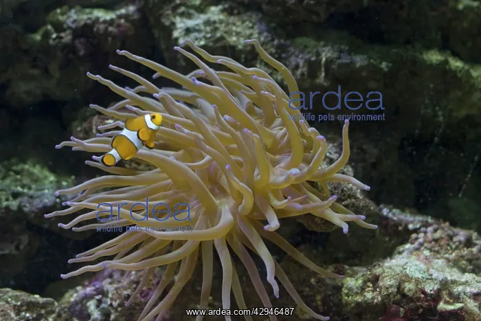 : Clown fish (Amphiprion ocellaris) swimming in Magnificent : Clown fish (Amphiprion ocellaris) swimming in Magnificent