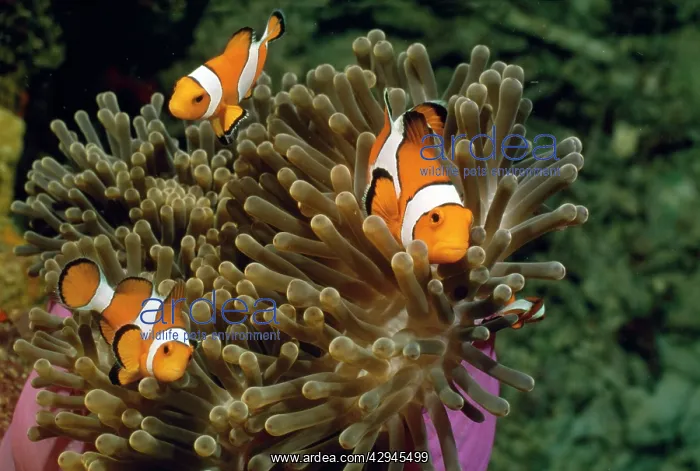 : Clown Fish - three in an anemone : Clown Fish - three in an anemone