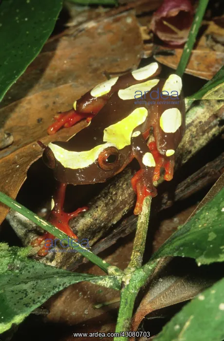 : Clown Frog : Clown Frog
