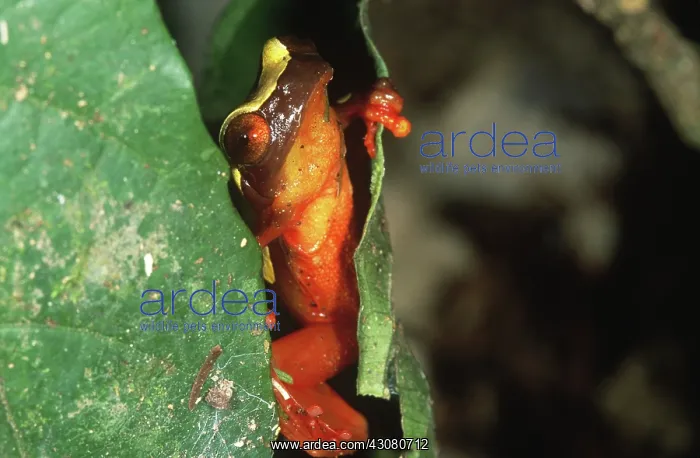 : Clown Frog : Clown Frog