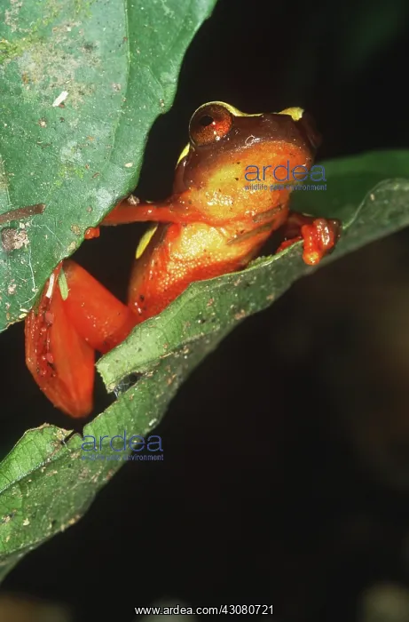 : Clown Frog : Clown Frog