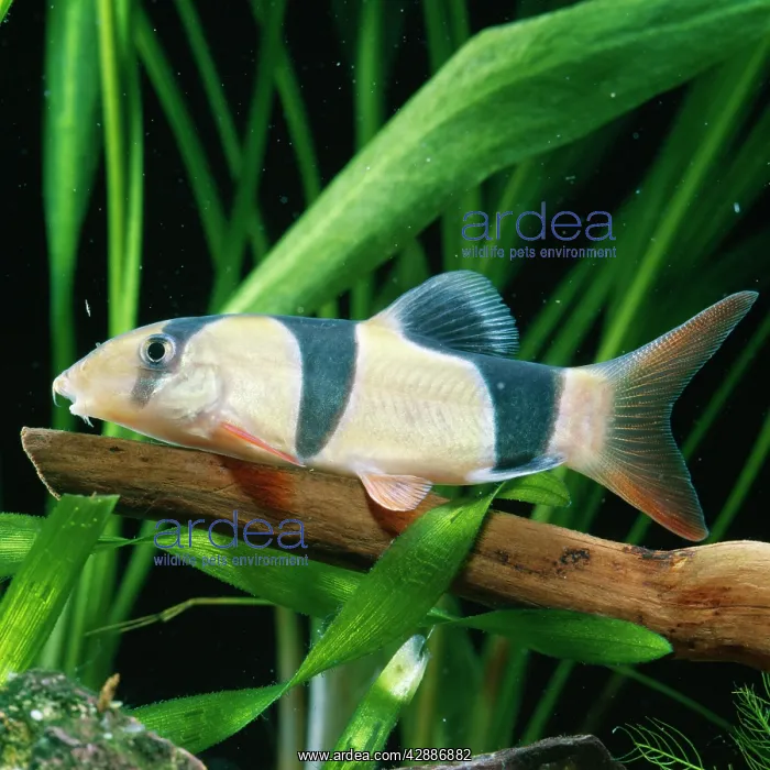 : Clown LOACH : Clown LOACH