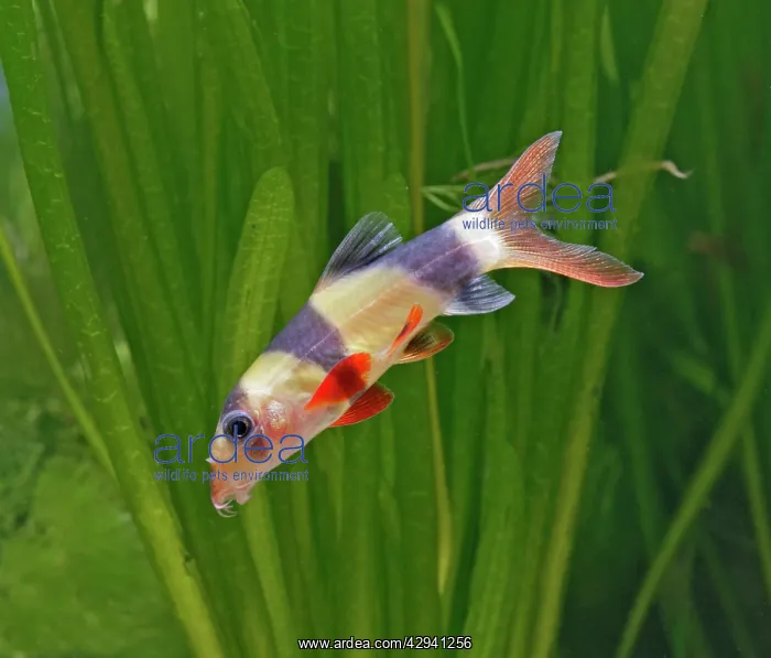 : Clown loach / Tiger loach - side view, tropical freshwater : Clown loach / Tiger loach - side view, tropical freshwater