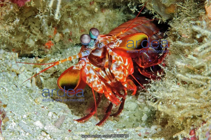 : Clown mantis shrimp (Odonthylactus scyllarus), Indian
