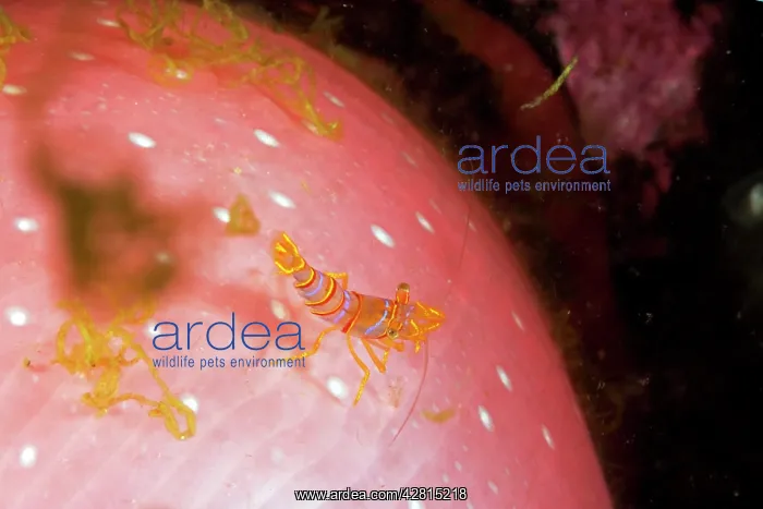 : Clown shrimp / candy shrimp - on Crimson anemone Cribrinopsi : Clown shrimp / candy shrimp - on Crimson anemone Cribrinopsi